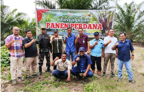 Ratusan Petani Peserta Peremajaan Sawit Rakyat PTPN V Kembali Panen Perdana