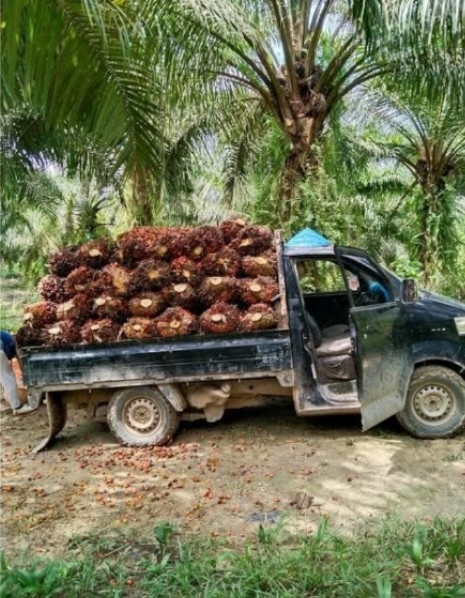 Pemerintah Didorong Sinkronisasi Regulasi Kemitraan dan Tata Niaga TBS dengan Perizinan Perusahaan