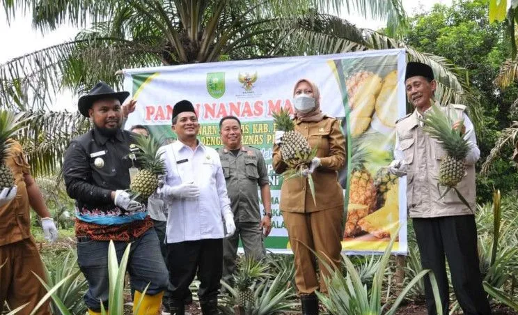 Hasil Panen Nanas Madu Dongkrak Ekonomi Petani Inhu