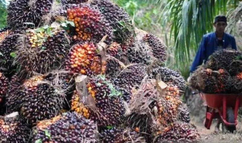 Harga Sawit di Riau Turun Rp424,81/kg