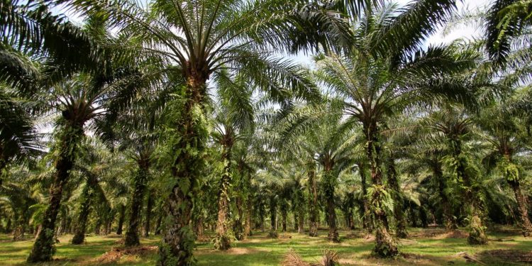 Riau Urutan Pertama Daerah Penghasil Kelapa Sawit Terbesar di Indonesia