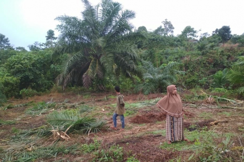 Duh, Kebun Sawit Warga Kembali Didatangi Kawanan Gajah Liar