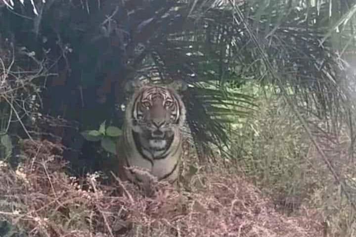 Waduh, Harimau Muncul di Perkebunan Sawit Warga Bengkalis