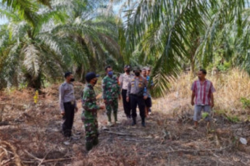 Harimau Datang, Gagalkan Petani Panen Sawit di Bengkalis