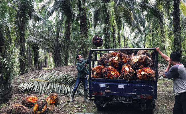Berikut Cara Peroleh Pembiayaan Sertifikasi ISPO Bagi Pekebun Sawit