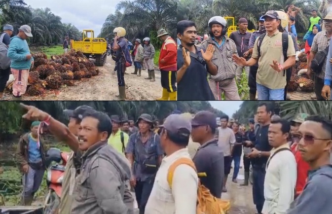 Diduga 370 Hektare Kebun Sawit Dirampas, Masyarakat Sungai Raya Hentikan Pemanenan oleh Pekerja PT SBP