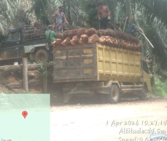 LAMR Inhu Jadi Beking Penjarahan TBS Kebun Sawit PT Agrinas Palma Nusantara eks PT SAL di Rakit Kulim