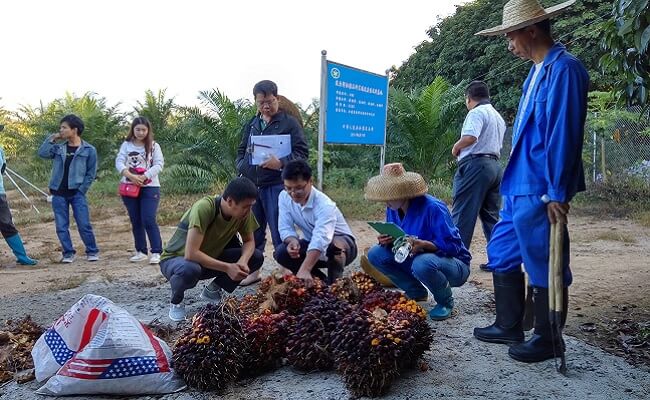 Dikala China Mulai Kembangkan Sawit