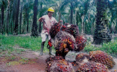 Pabrik Sawit yang Tak Punya Kebun Mesti Dukung Petani