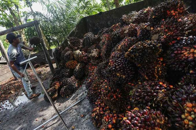Harga Kelapa Sawit Dibayar Rp1.865,10 per Kg