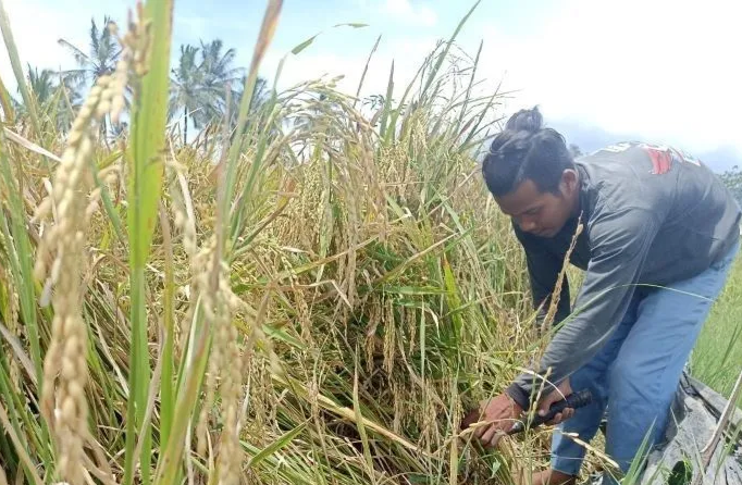 Stok Pupuk bersubsidi untuk Wilayah Jawa Barat, DKI dan Banten mencukupi