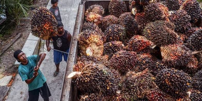 Harga CPO Melonjak Jelang Idulfitri, Ini Pendorongnya