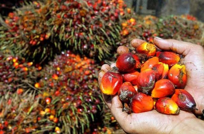 Turun, Berikut Harga Sawit Riau Priode 11-17 Mei 2022