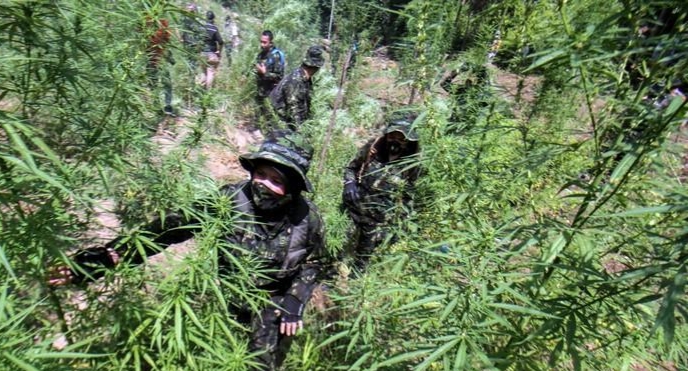 BNN Musnahkan 20 Ribu Batang Ganja di Aceh