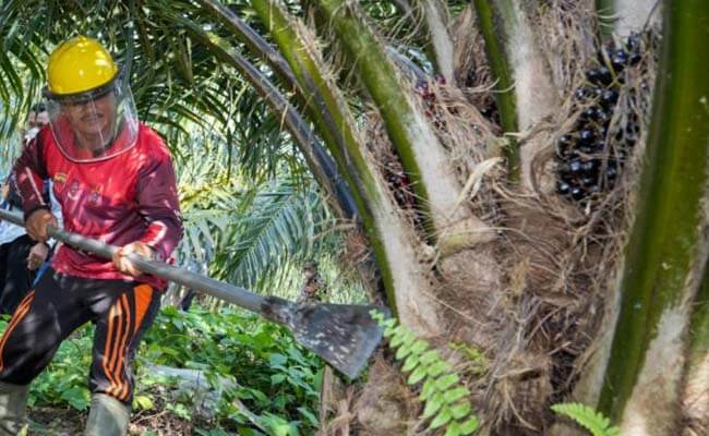 Akibat Harga TBS Sawit Rendah, Petani Sawit di Sergai Tanam Ubi Kayu