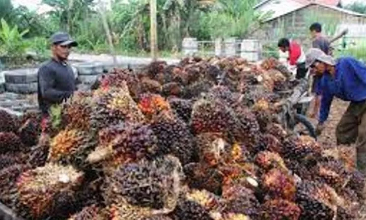 Kabar Baik, Harga Sawit Tertinggi di Indonesia