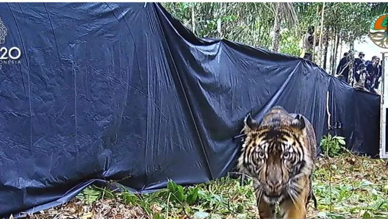 Harimau Lanustika dilepas di Kawasan Konservasi Riau