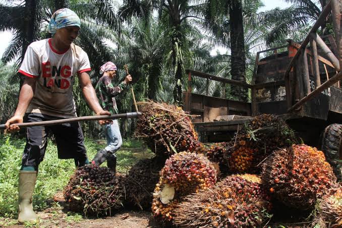Harga Sawit di Sumbar Bikin Ngiler Daerah Lain