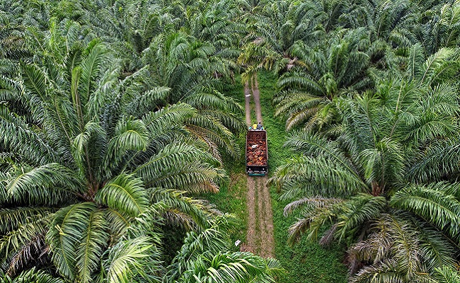 Berikut Cara Produksi Sawit Tetap Tinggi Tanpa Pupuk Kimia