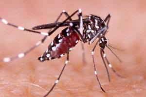 Waspada! Kasus DBD di Pekanbaru Meningkat Ini Daerah