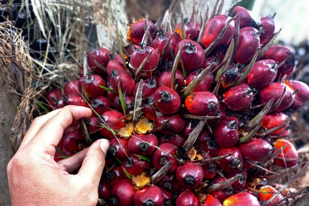 Harga TBS Sawit Riau Pekan Ini Turun Rp520 per kg