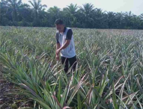 Kisah Sukses Petani Nenas Nasabah MKM BRK Syariah di Sungai Apit