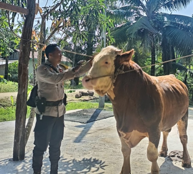 Dari Kandang ke Istana, Sapi Bhabinkamtibmas Indragiri Hulu Jadi Kurban Presiden
