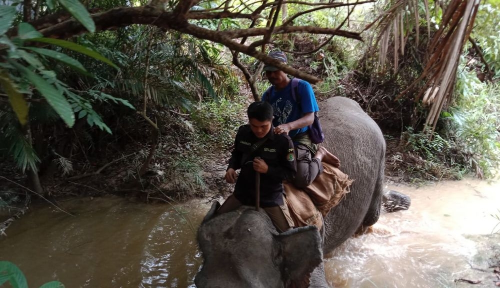 Petugas Giring Gajah Liar Masuk Hutan Tahura