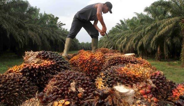 Pemprov Riau Dorong Petani Sawit Segera Bermitra