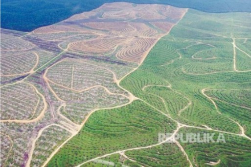 Menteri LHK akan Ampuni 1,4 Juta Hektare Lahan Sawit Ilegal di Riau
