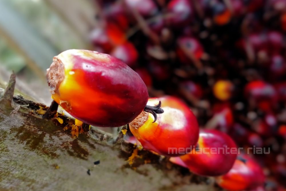 Harga TBS Kelapa Sawit di Riau Periode 8-14 Februari 2023 Naik, Ini Daftarnya