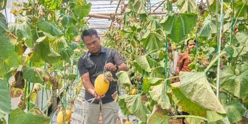 Sukses Panen Raya Melon, Anak Muda Harus Berani Terjun ke Pertanian