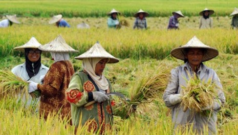 Jaga Ketahanan Pangan, Kemenkeu Bakal Bentuk Dana Siaga
