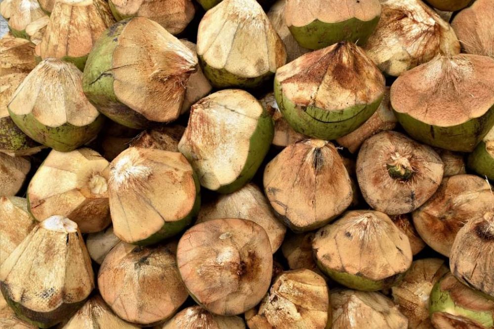 Daftar Harga Terbaru Komoditi Perkebunan di Riau