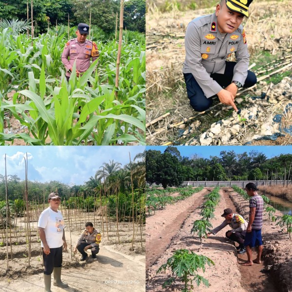 Kapolsek Amriadi Monitoring Program Ketahanan Pangan dan Pertumbuhan Jagung Pipil di Kecamatan Rengat Barat