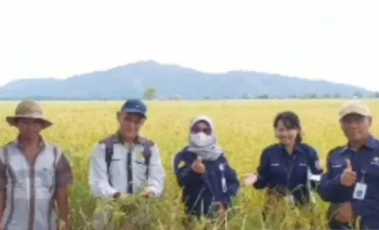 Kalsel Sudah Berhasil Panen Padi sekitar 800 Ribu Ton Gabah Kering