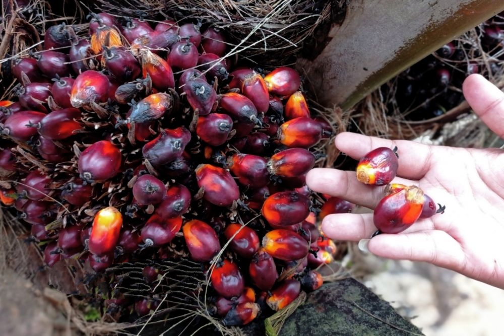 Penetapan Harga TBS Kelapa Sawit di Riau Sudah Sesuai Permentan