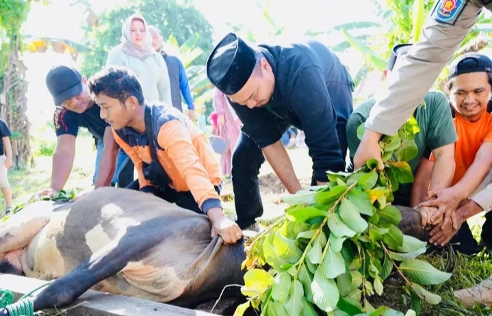 Bupati Ade Turun Langsung Sembelih Sapi Kurban dari Presiden dan Gubernur Riau di Inhu