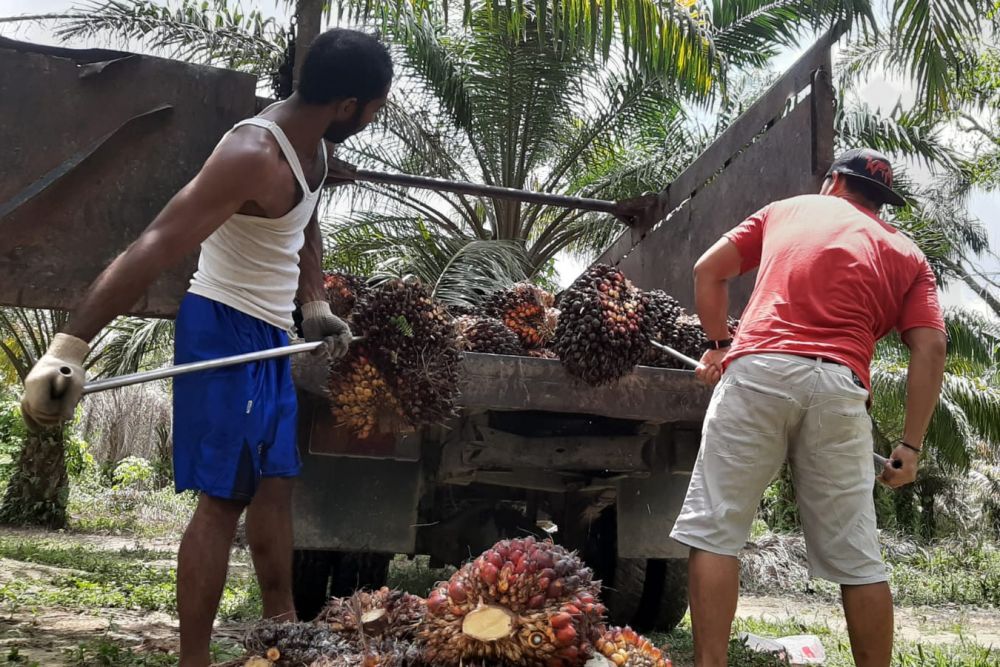 Riau Jadi Percontohan Penertiban Kebun Sawit di dalam Kawasan Hutan