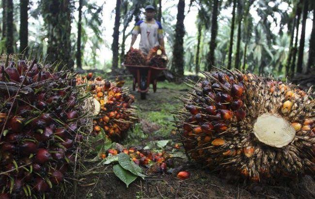Naik Lagi, Berikut Harga Sawit Riau Seminggu Kedepan