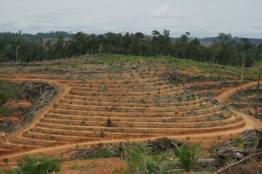 Pekebun Sawit Dalam Kawasan Hutan akan Didata