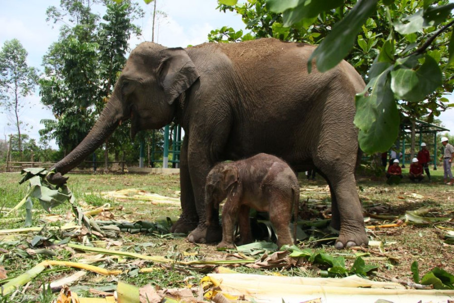Bayi Gajah Lahir di Unit Konservasi Gajah Estate Ukui PT RAPP Pelalawan
