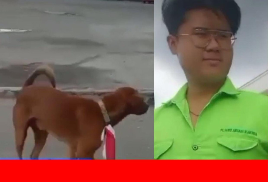 Viral di Riau, Leher Anjing Dipasang Benderah Merah Putih